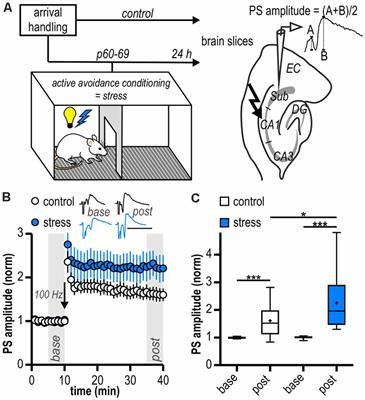 Stress-Induced Enhanced Long-Term Potentiation and Reduced Threshold for N-Methyl-D-Aspartate Receptor- and β-Adrenergic Receptor-Mediated Synaptic Plasticity in Rodent Ventral Subiculum